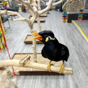 Mynah Bird for Sale