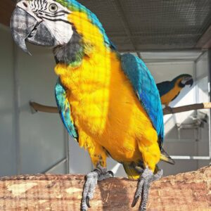 Macaw Parrot for Sale