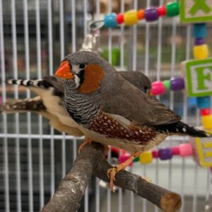 Zebra Finch for Sale