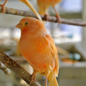 Canary for Sale