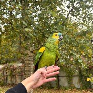 Blue Fronted Amazon for Sale
