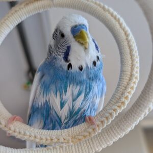 Budgerigar for Sale​