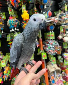African Grey Parrot for Sale​