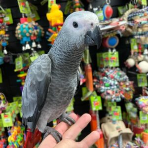 African Grey Parrot for Sale​