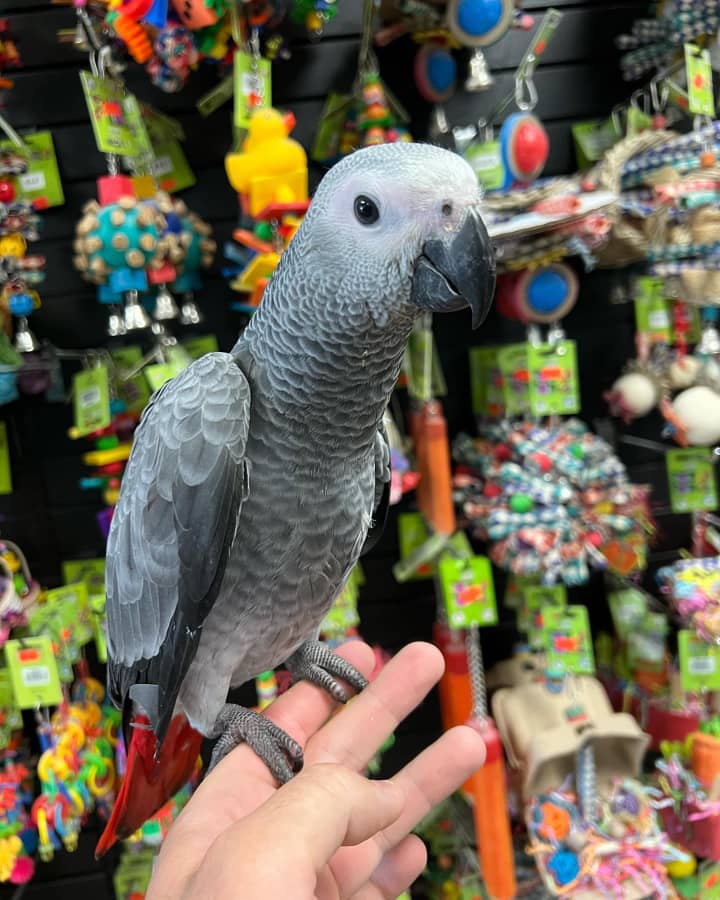 African Grey Parrot for Sale