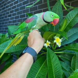 Alexandrine Parakeet