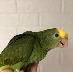 Amazon Parrots for Sale