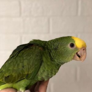 Amazon Parrots for Sale