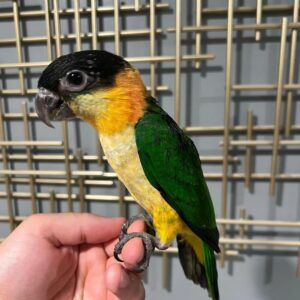 black headed caique birds for sale
