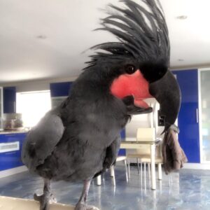 Black Palm Cockatoo for sale