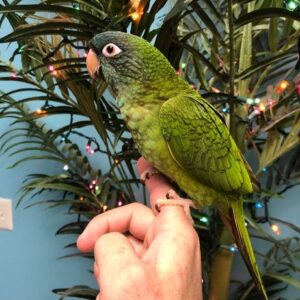 Blue Crown Conure for Sale