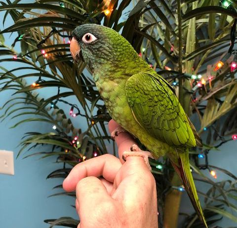 Blue Crown Conure for Sale