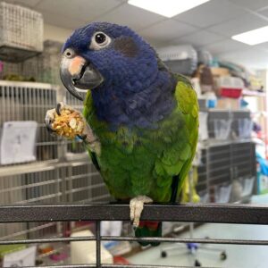 Blue Headed Pionus for Sale