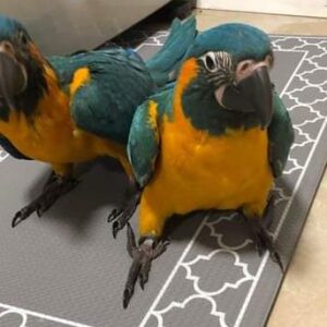 Blue Throated Macaw for Sale