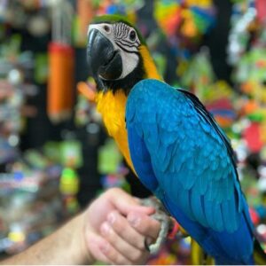 Blue and Gold Macaw for Sale
