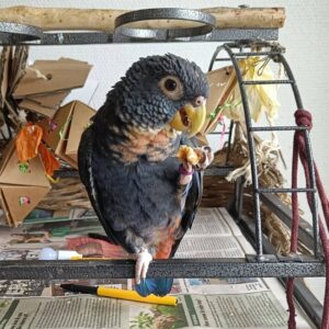 Bronze Wing Pionus for Sale