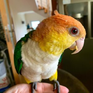 Caique for Sale
