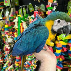 Catalina Macaw for Sale