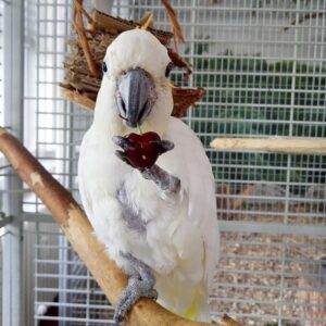 A Citron-Crested Cockatoo perched on a branch, showing off its bright orange crest feathers and white plumage. The bird’s dark curved beak and expressive eyes stand out against the greenery in the background.