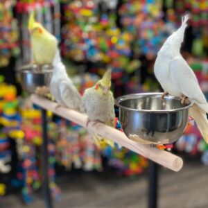 Cockatiels for Sale