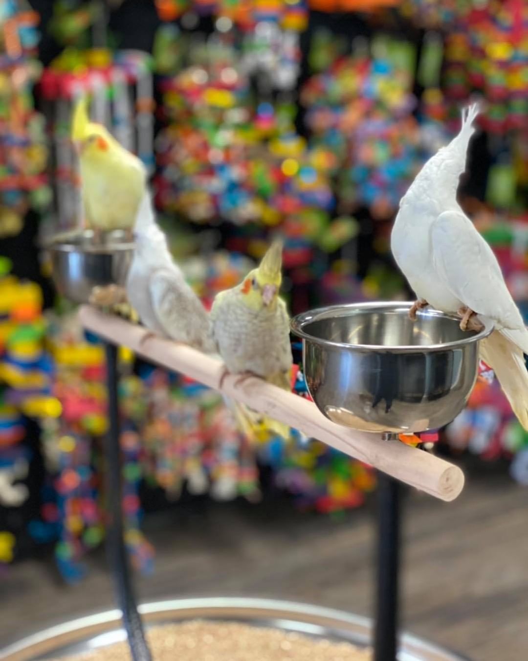 Cockatiels for Sale