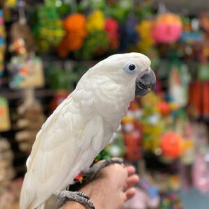 Cockatoo for Sale