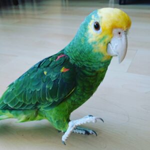Double Yellow Headed Amazon for Sale