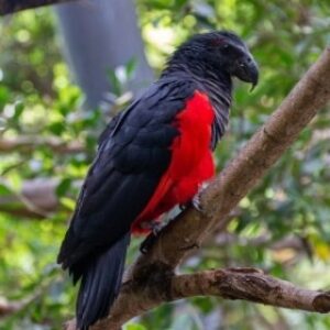 Dracula Parrot for sale
