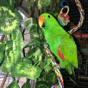 Eclectus Parrot for Sale