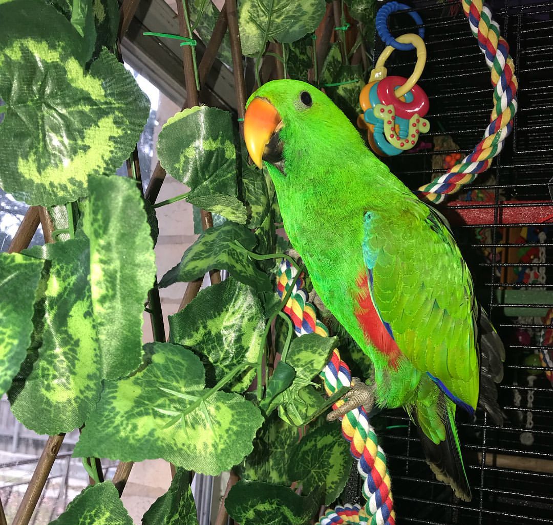 Eclectus Parrot for Sale