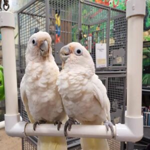 Goffin Cockatoo for Sale
