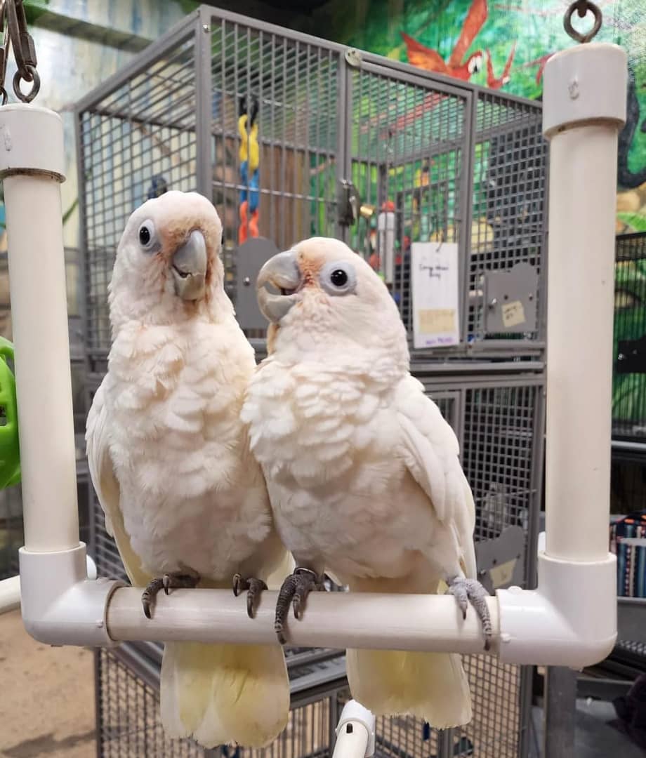 Goffin Cockatoo for Sale
