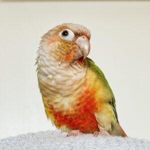 Green Cheek Conure for Sale
