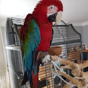 Green Wing Macaw for Sale