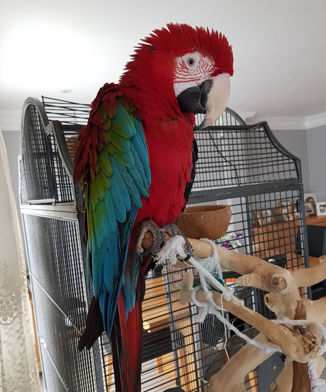 Green Wing Macaw for Sale
