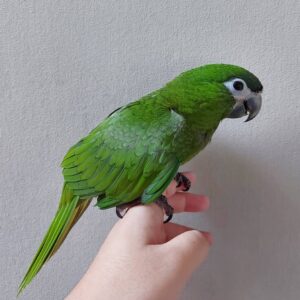 Hahns Macaw for Sale​