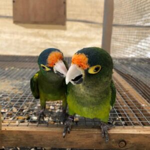 Half Moon Conure for Sale