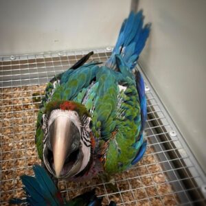 Harlequin Macaw for sale