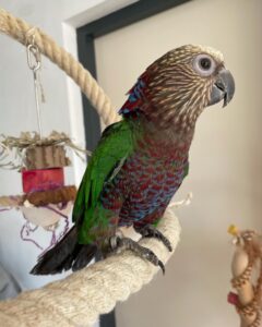 Hawk Headed Parrot for sale