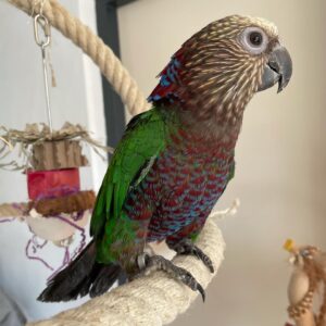 Hawk Headed Parrot for sale