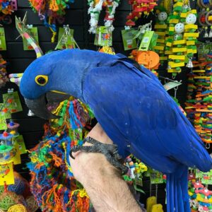 Hyacinth Macaw for Sale​