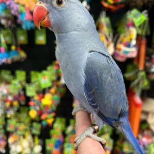 Indian Ringneck Parakeet for Sale