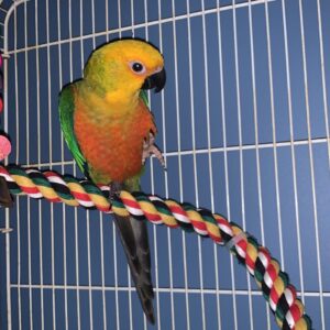 Jenday Conure for Sale