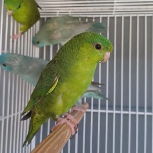 Lineolated Parakeet for Sale