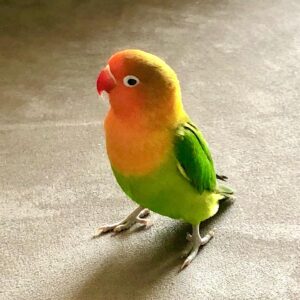 Lovebird for Sale
