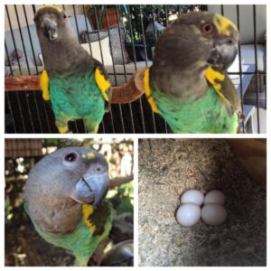 Meyers Parrot for Sale