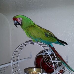 Military Macaw for sale
