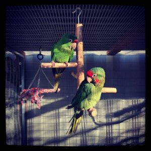 Mitred Conure for Sale