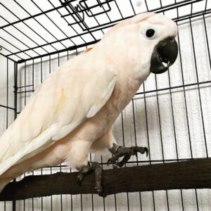 Moluccan Cockatoo for Sale