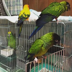Nanday Conure for Sale